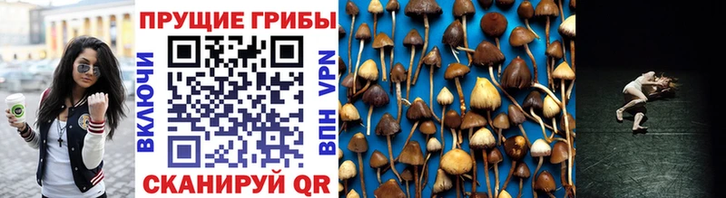 Псилоцибиновые грибы Cubensis  Облучье 
